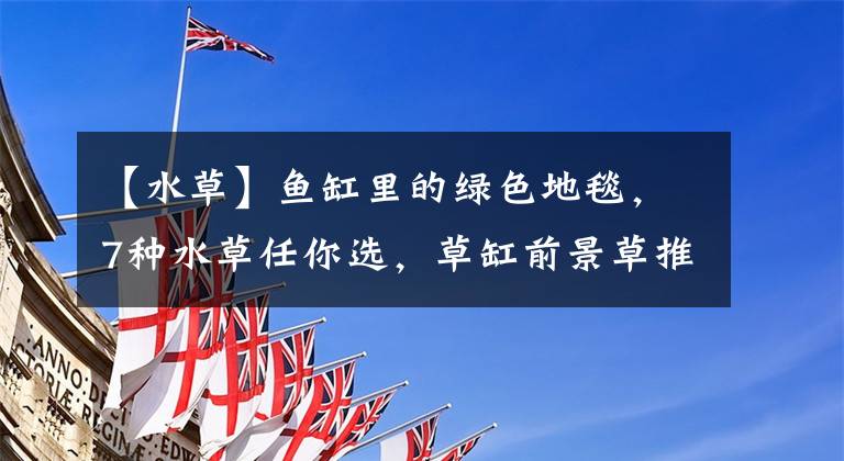 【水草】鱼缸里的绿色地毯，7种水草任你选，草缸前景草推荐