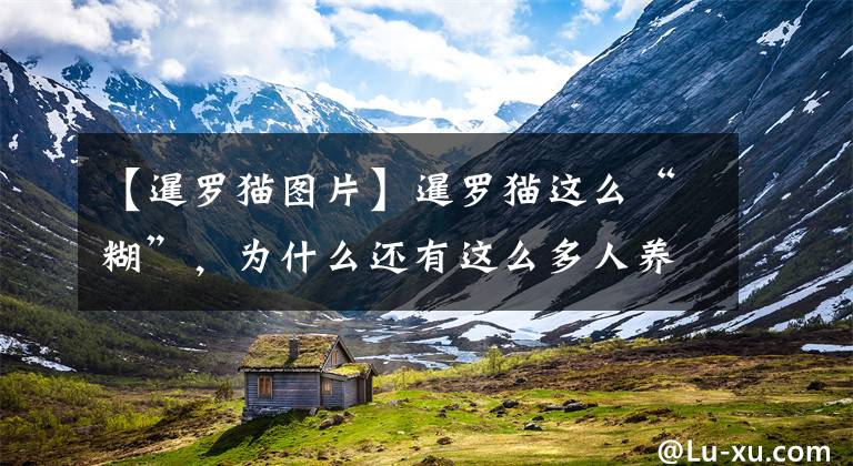 【暹罗猫图片】暹罗猫这么“糊”，为什么还有这么多人养呢？