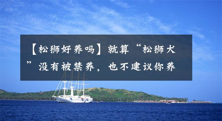 【松狮好养吗】就算“松狮犬”没有被禁养，也不建议你养，原因有七个