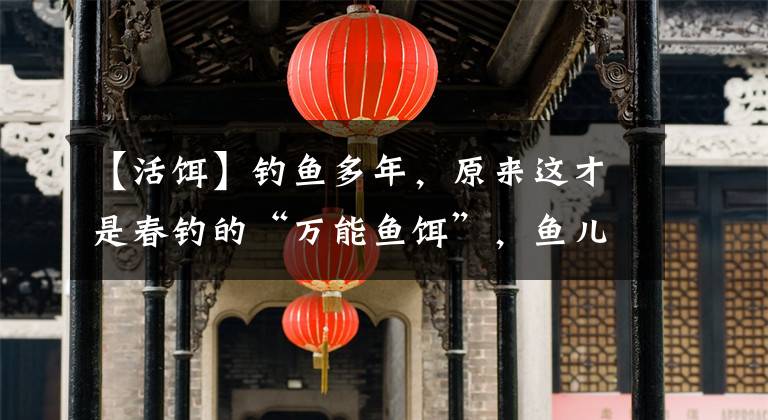 【活饵】钓鱼多年，原来这才是春钓的“万能鱼饵”，鱼儿遇到无法拒绝