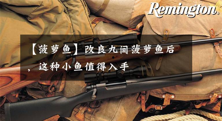 【菠萝鱼】改良九间菠萝鱼后,这种小鱼值得入手