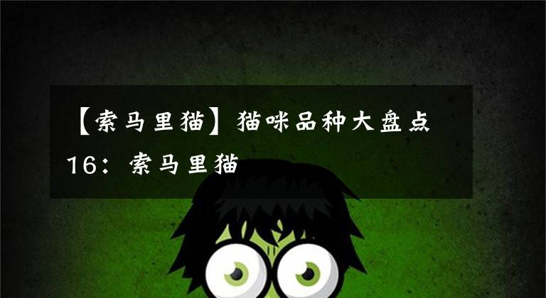 【索马里猫】猫咪品种大盘点16:索马里猫