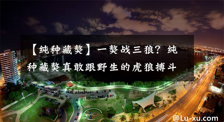 【纯种藏獒】一獒战三狼？纯种藏獒真敢跟野生的虎狼搏斗吗？