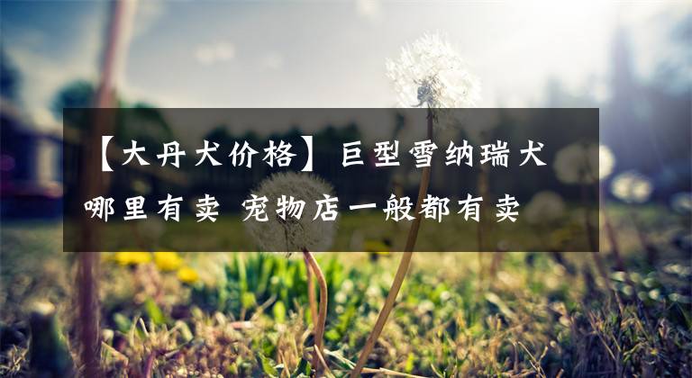 【大丹犬价格】巨型雪纳瑞犬哪里有卖 宠物店一般都有卖