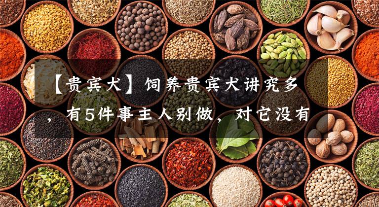 【贵宾犬】饲养贵宾犬讲究多,有5件事主人别做,对它没有好处