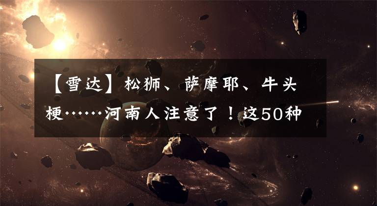 【雪达】松狮、萨摩耶、牛头梗……河南人注意了！这50种犬只或将不能养！