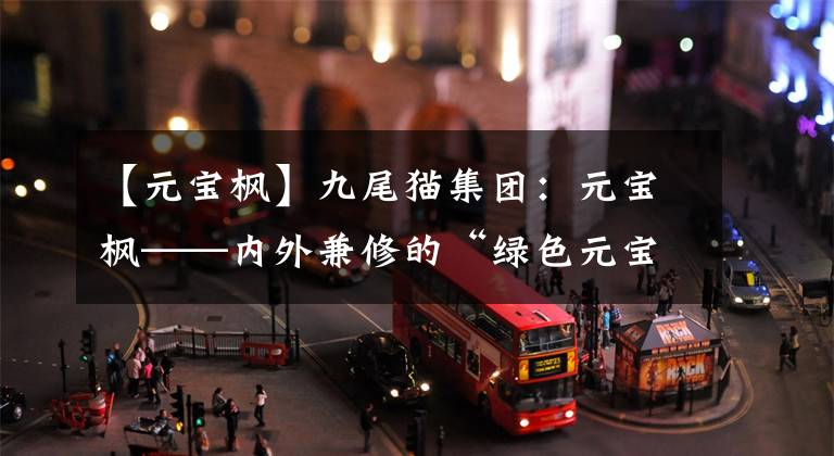 【元宝枫】九尾猫集团:元宝枫——内外兼修的“绿色元宝”