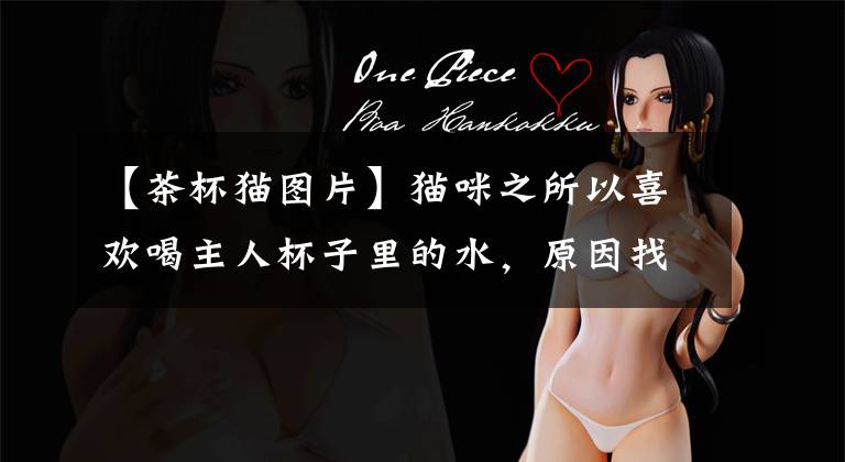 【茶杯猫图片】猫咪之所以喜欢喝主人杯子里的水,原因找到了