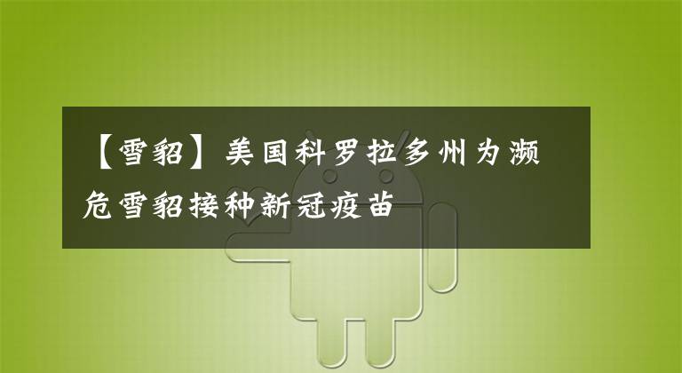 【雪貂】美国科罗拉多州为濒危雪貂接种新冠疫苗