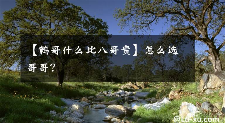 【鹩哥什么比八哥贵】怎么选哥哥?