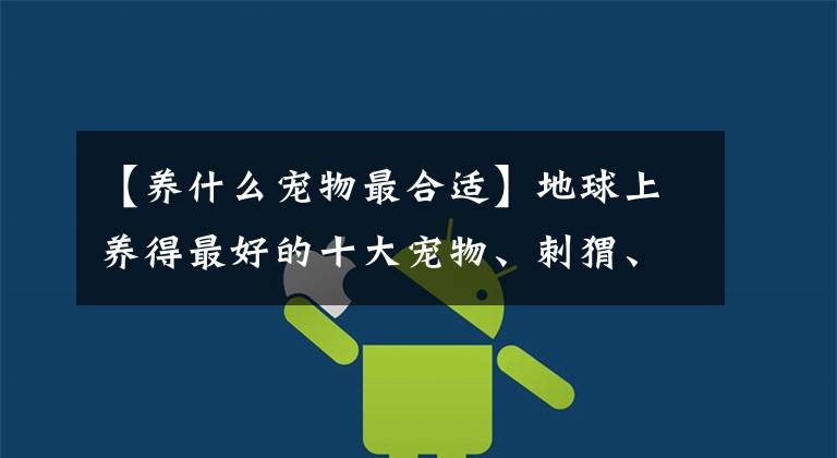 【养什么宠物最合适】地球上养得最好的十大宠物、刺猬、豚鼠榜上有名,你家养的吗?