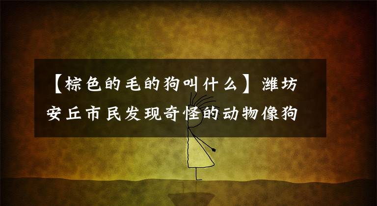 【棕色的毛的狗叫什么】潍坊安丘市民发现奇怪的动物像狗和狐狸，专家们鉴别为浣熊！