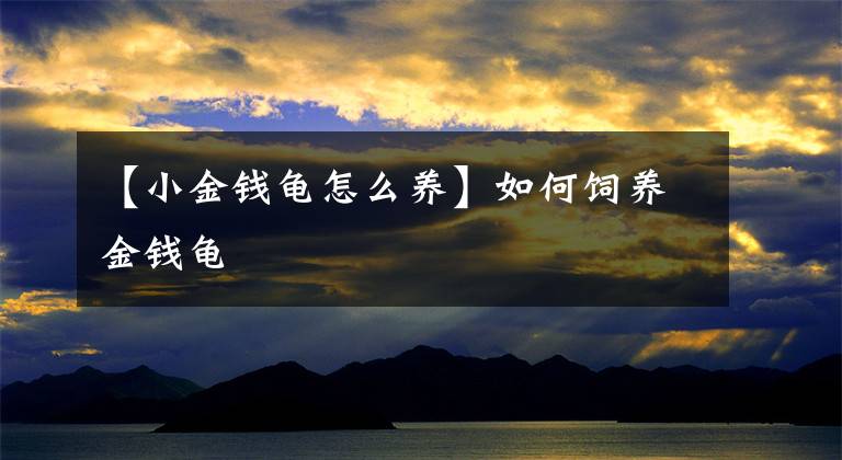 【小金钱龟怎么养】如何饲养金钱龟