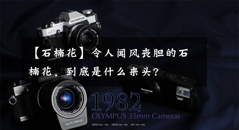 【石楠花】令人闻风丧胆的石楠花，到底是什么来头?