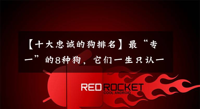 【十大忠诚的狗排名】最“专一”的8种狗,它们一生只认一位主人