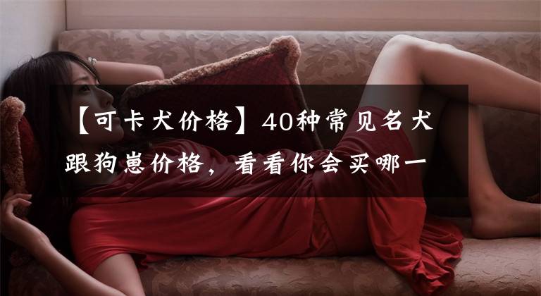 【可卡犬价格】40种常见名犬跟狗崽价格，看看你会买哪一种名犬