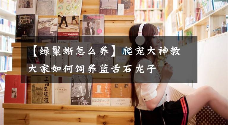 【绿鬣蜥怎么养】爬宠大神教大家如何饲养蓝舌石龙子