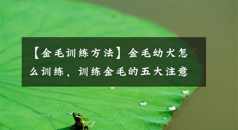 【金毛训练方法】金毛幼犬怎么训练，训练金毛的五大注意事项