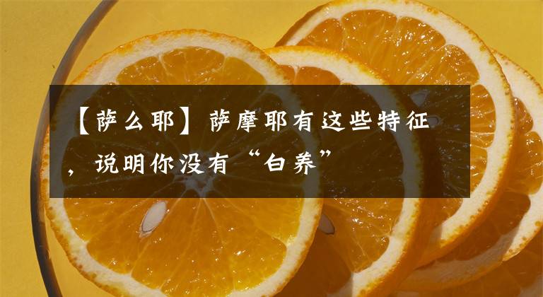 【萨么耶】萨摩耶有这些特征,说明你没有“白养”