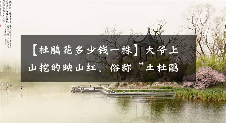 【杜鹃花多少钱一株】大爷上山挖的映山红，俗称“土杜鹃”，一棵能卖3000块，桩子很美