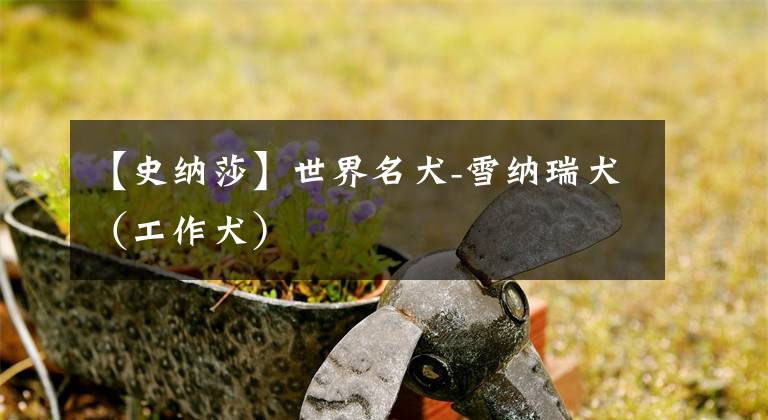 【史纳莎】世界名犬-雪纳瑞犬（工作犬）