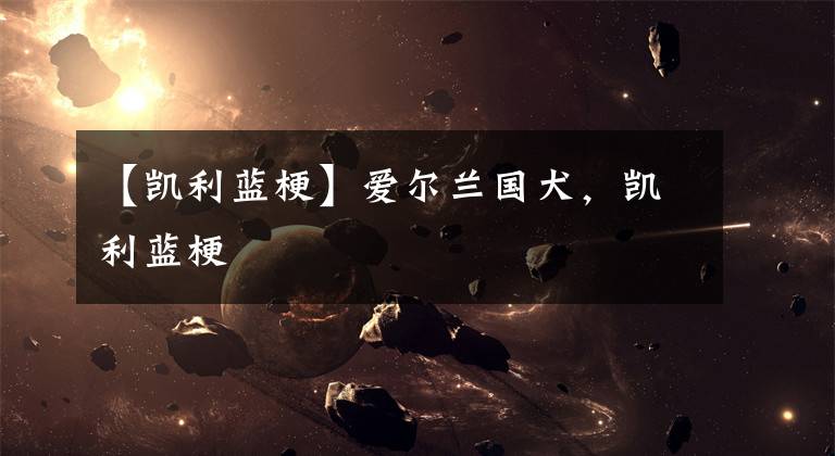 【凯利蓝梗】爱尔兰国犬，凯利蓝梗