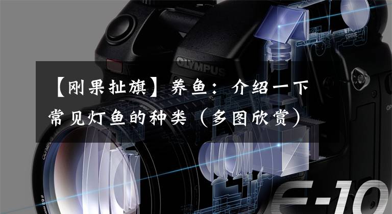 【刚果扯旗】养鱼：介绍一下常见灯鱼的种类（多图欣赏）。