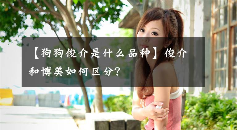 【狗狗俊介是什么品种】俊介和博美如何区分？