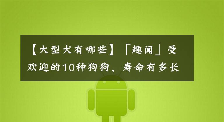 【大型犬有哪些】「趣闻」受欢迎的10种狗狗，寿命有多长，你知道吗？