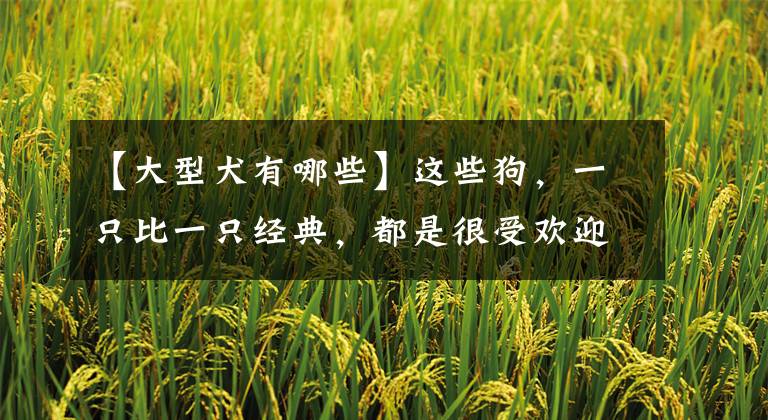 【大型犬有哪些】这些狗，一只比一只经典，都是很受欢迎的犬种