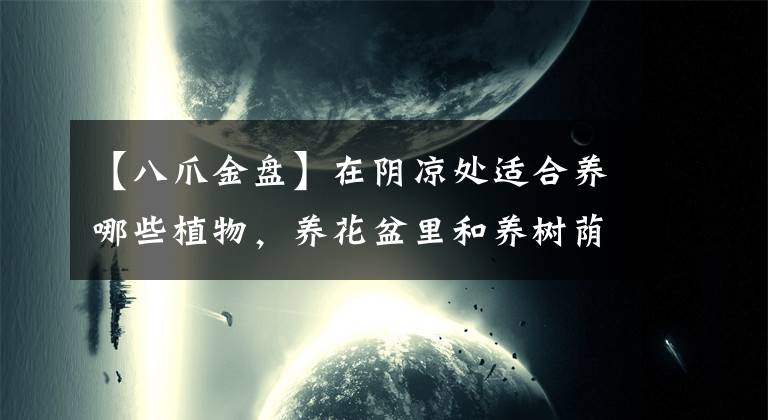 【八爪金盘】在阴凉处适合养哪些植物,养花盆里和养树荫下有啥区别?