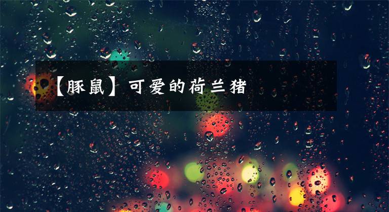 【豚鼠】可爱的荷兰猪