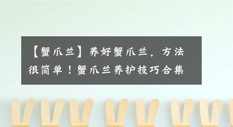 【蟹爪兰】养好蟹爪兰，方法很简单！蟹爪兰养护技巧合集，学一学