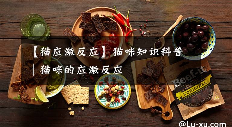 【猫应激反应】猫咪知识科普|猫咪的应激反应