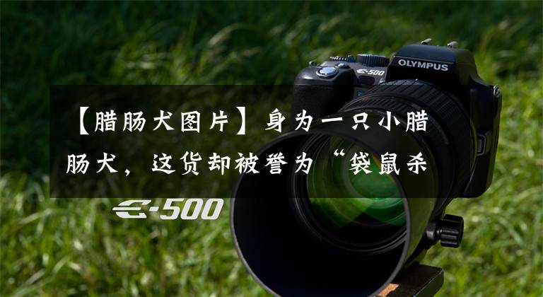 【腊肠犬图片】身为一只小腊肠犬，这货却被誉为“袋鼠杀手”