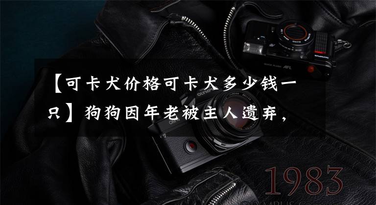 【可卡犬价格可卡犬多少钱一只】狗狗因年老被主人遗弃，被热心网友所救后，一次又一次地战胜病魔