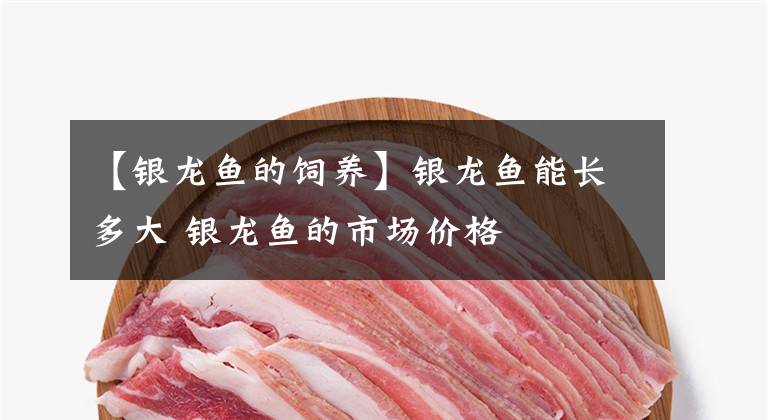 【银龙鱼的饲养】银龙鱼能长多大 银龙鱼的市场价格