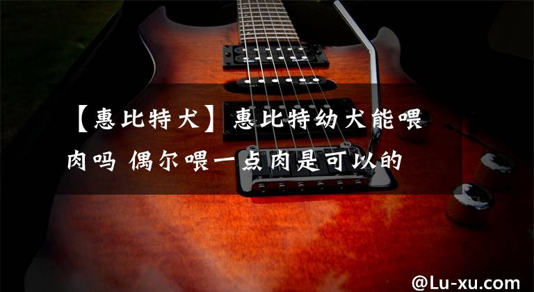 【惠比特犬】惠比特幼犬能喂肉吗 偶尔喂一点肉是可以的