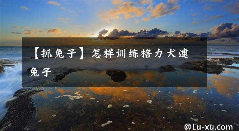 【抓兔子】怎样训练格力犬逮兔子