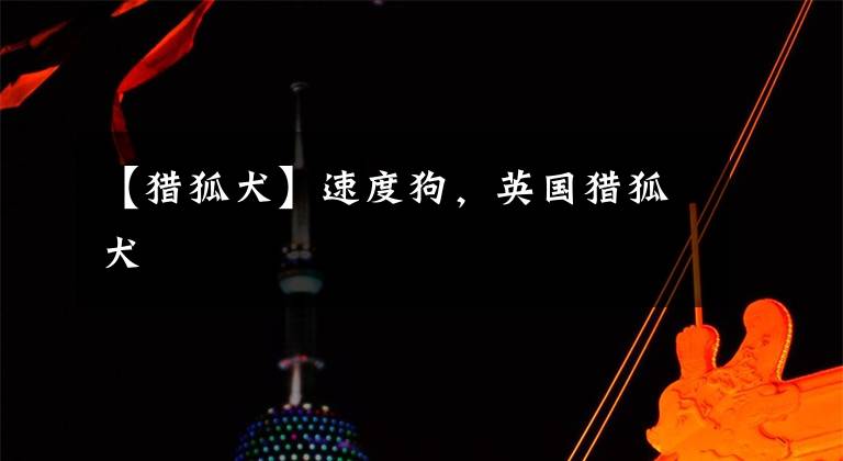 【猎狐犬】速度狗,英国猎狐犬