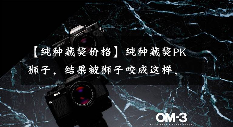 【纯种藏獒价格】纯种藏獒PK狮子，结果被狮子咬成这样，太惨了！