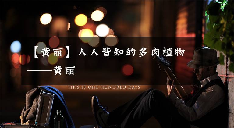 【黄丽】人人皆知的多肉植物——黄丽