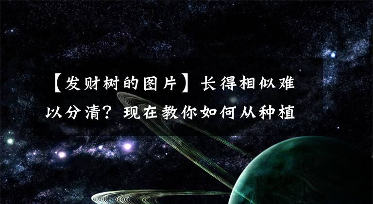 【发财树的图片】长得相似难以分清？现在教你如何从种植技巧分清发财树和大叶伞！
