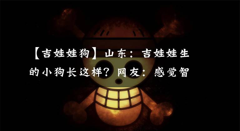 【吉娃娃狗】山东：吉娃娃生的小狗长这样？网友：感觉智商被大爷按在地上摩擦