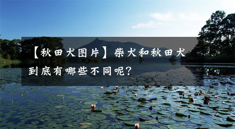 【秋田犬图片】柴犬和秋田犬到底有哪些不同呢?