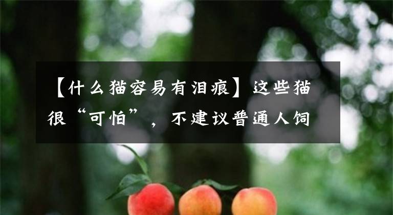 【什么猫容易有泪痕】这些猫很“可怕”,不建议普通人饲养,有你家猫吗?