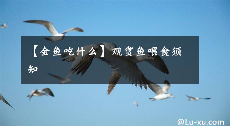 【金鱼吃什么】观赏鱼喂食须知