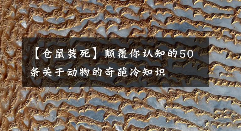 【仓鼠装死】颠覆你认知的50条关于动物的奇葩冷知识