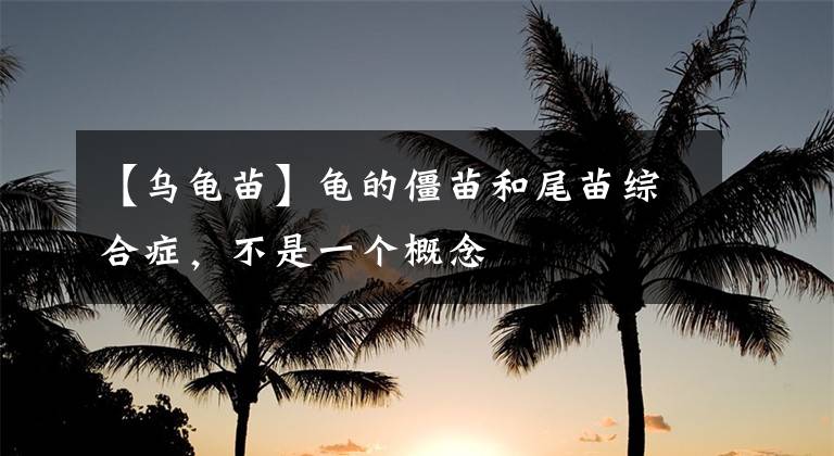 【乌龟苗】龟的僵苗和尾苗综合症，不是一个概念