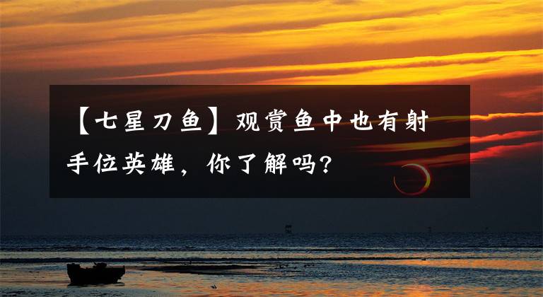 【七星刀鱼】观赏鱼中也有射手位英雄,你了解吗?